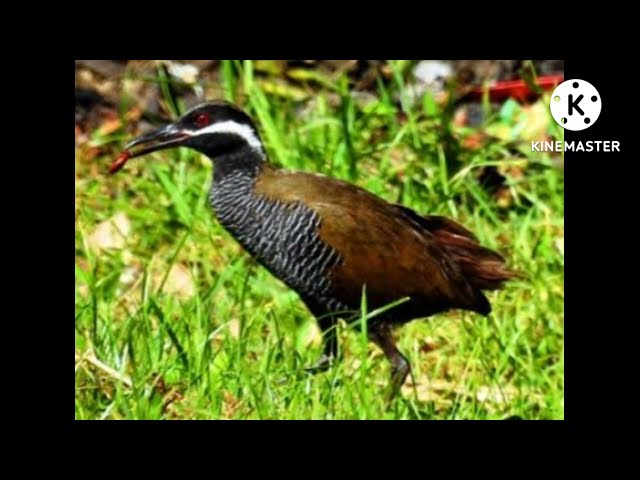 suara pikat burung sintaran semak/burung zebra paling jitu dan ampuh👍 class=