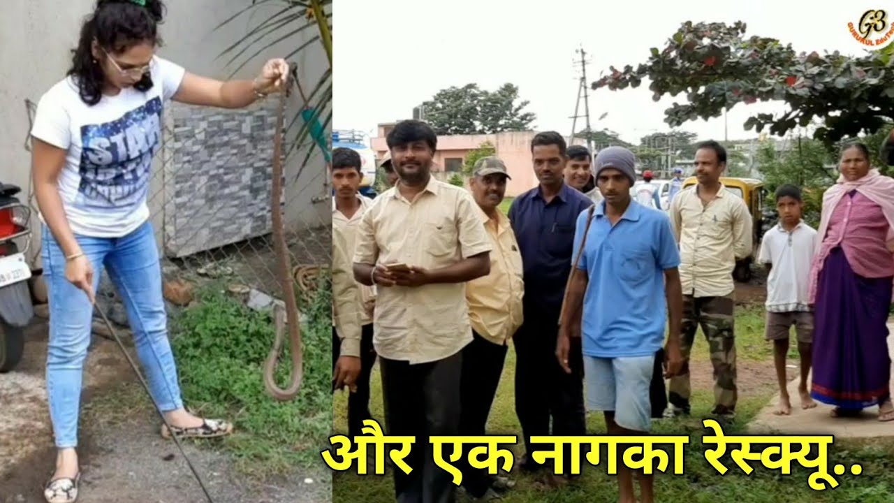 gurukulam film Indian spectacled cobra: venomous rescued by Nirzara Chitti
