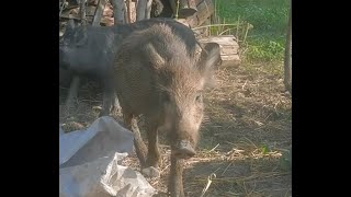 Дикий кабан в ярости.  Angry wild boar