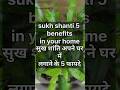 sukh shanti plant 5 benefits in your home.#grow #plants#viralvideo #video #viralshort#garden#yt#home