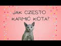 JAK CZĘSTO KARMIĆ KOTA?