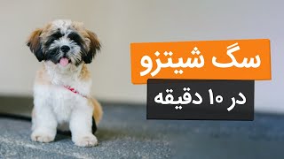 سگ شیتزو، سگ اشرافی رو میشناسی؟