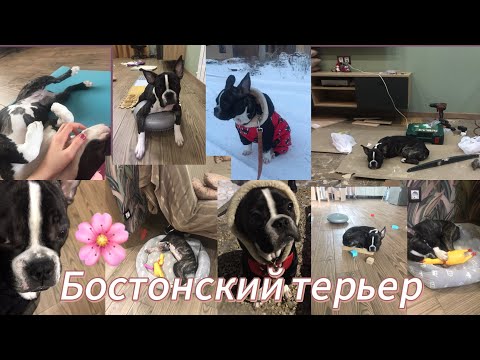 Всё о породе Бостонский терьер| Бостон терьер | Бостон