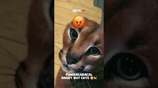 Pumbacaracal Mengamuk! Kejenakaan Kucing Besar Caracal Yang Penuh Kelucuan @Garenafreefireindonesia