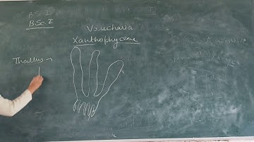 B.Sc. Part- I (Botany) Vaucharia Xanthophyceae - KUMUD PRIYDARSHINI