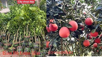 Bưởi Luận Văn ( Bưởi Đỏ Tiến Vua ) #buoidaxanh #cây