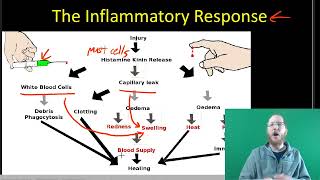AP Bio: The Immune System - Part 1