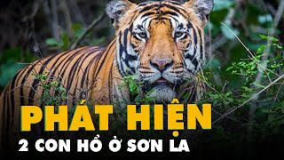 Người dân ở Sơn La thấy 2 con hổ, nghi từ Lào sang