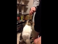 チャオちゅーる