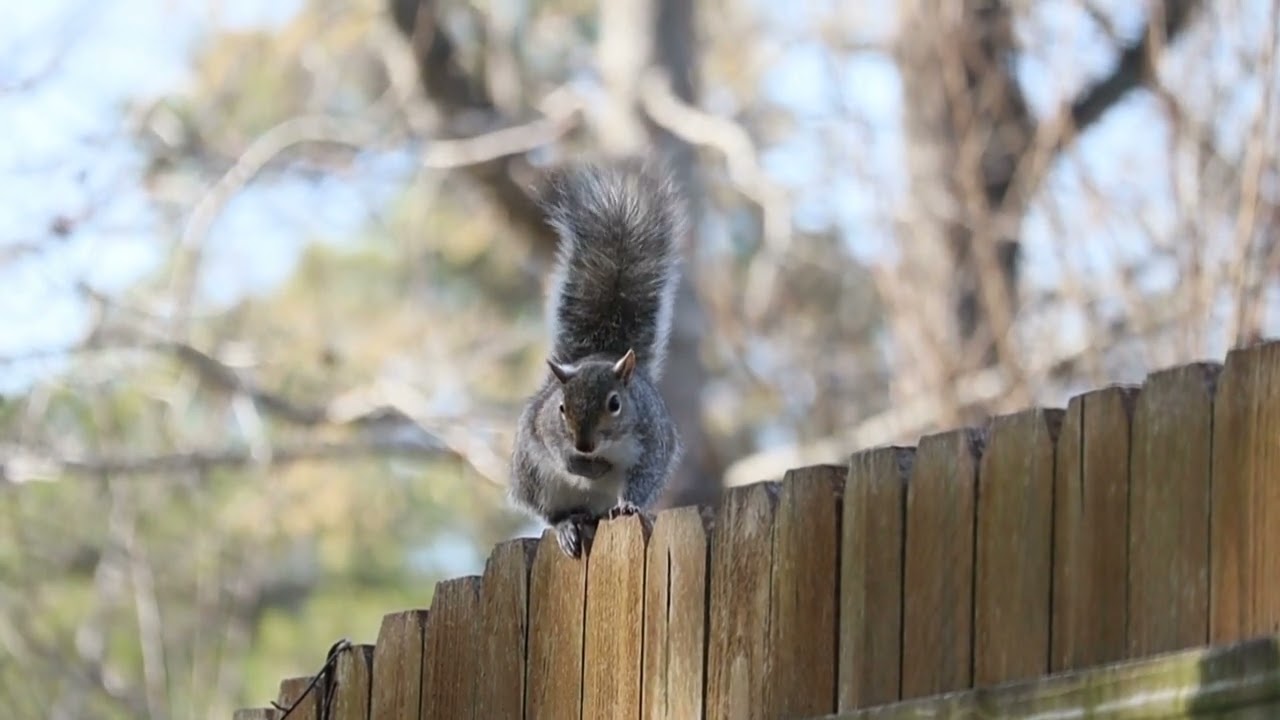 our planet | The life of wild squirrels | EPISODE(I) | @naturedocumentary_