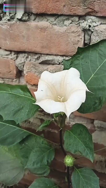 beautiful wild flower@arunabhhcreation #shorts#flower#nature flower