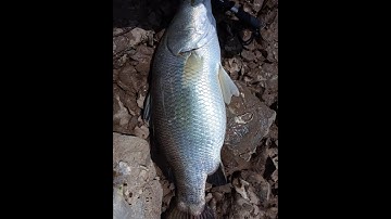 Câu đầm trúng cá vược khủng 9kg / Catch a 9kgs sea bass