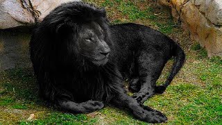 Les 9 Lions les Plus Rares au Monde
