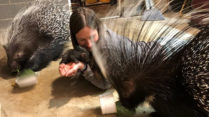 Playing with a 4-day old porcupine!