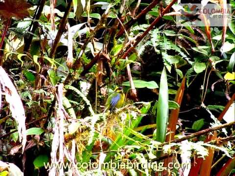 ENDEMIC Goldringed Tanager Bangsia aureocincta (perched) www