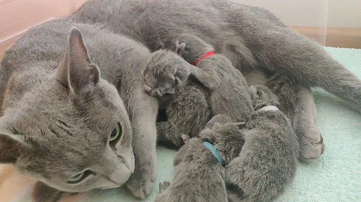 Video 1941231: russian blue cattery, russianbluecats, litter