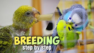 Budgie Breeding 30 Essential Tips For Success