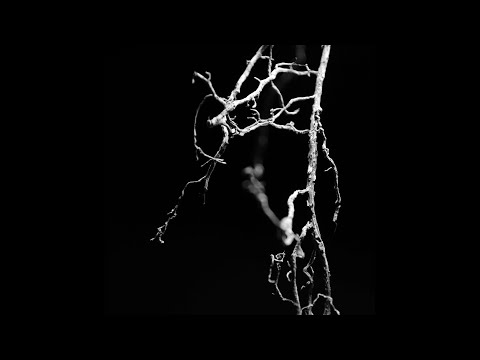 Rheno - Roots (Original Mix)