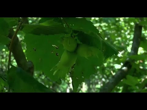 როგორ დავიცვათ თხილის კულტურა აზიური ფაროსანასგან - სეს-ის რეკომენდაციები