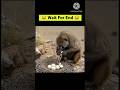 ईगल के 😄😃अंडे थोड़ा मंकी#youtubeshorts#shortsviral #viral #tranding #animalclips #funny #love