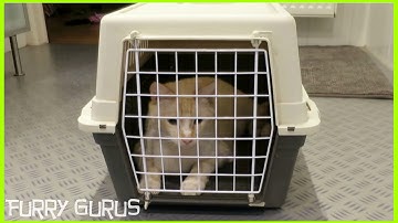 How to put your cat in a carrier? - Parody