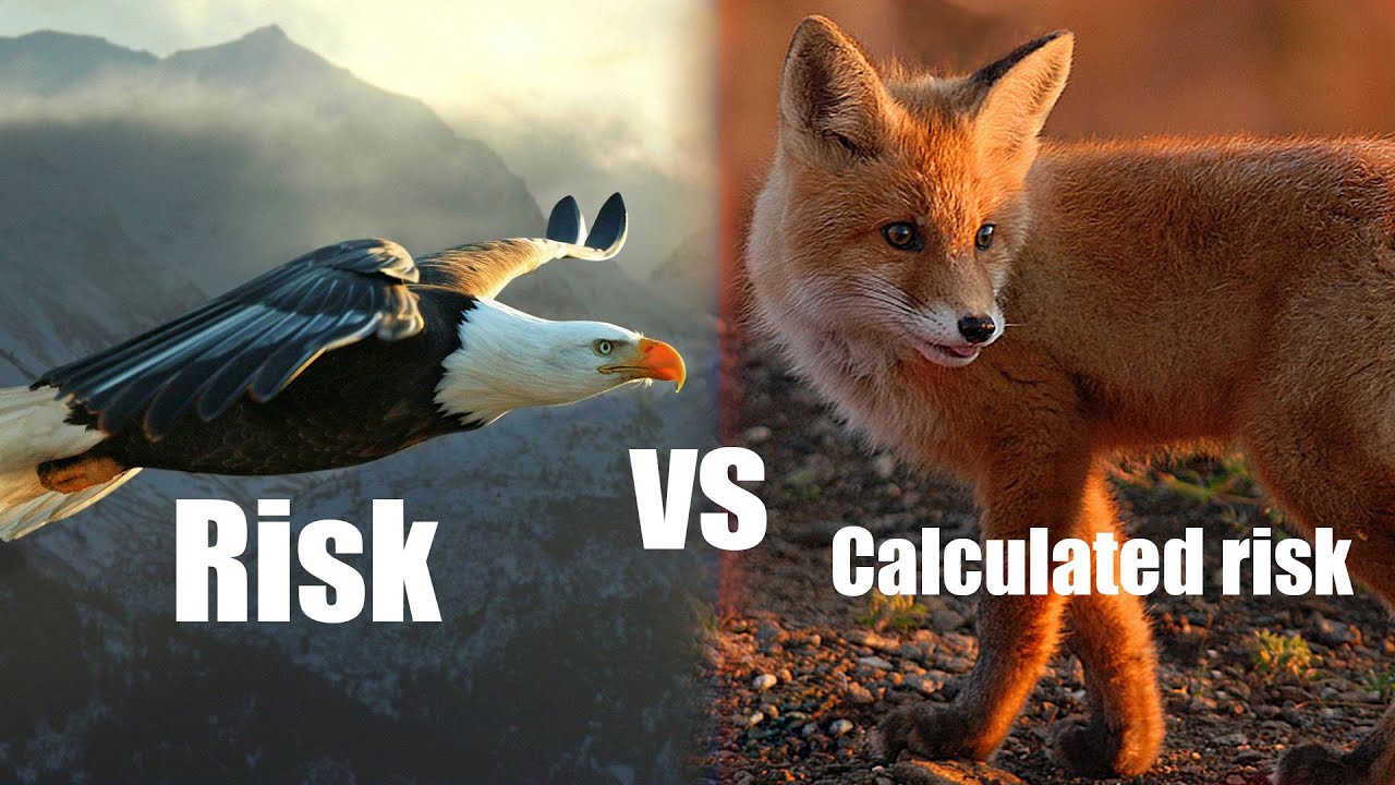 Taking risk vs calculated risk in business - YouTube