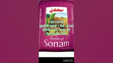 Ankur Seed का Sonam virity in paddy #farming #viralvideo #paddyseed