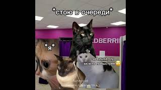 вайлдберриз💥💅🏼 тгк: funnycatmems2502 #котымемы #мемы #коты #врек #врекомендации