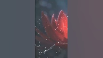 مشاري البغلي  سورة الروم