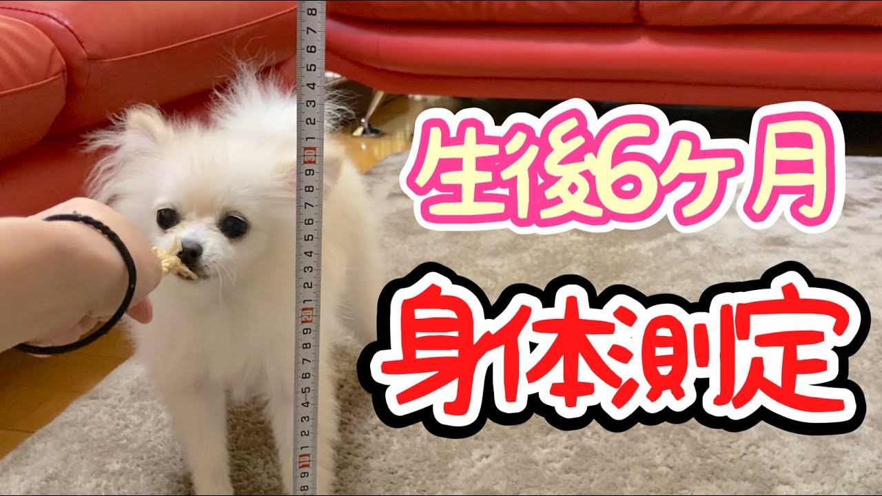 成長記録 生後6ヶ月身体測定 子犬ポメラニアンの今までの体重公開 Youtube