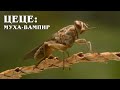 Муха Цеце: Самое опасное создание в Африке | Интересные факты про насекомых