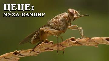 Муха Цеце: Самое опасное создание в Африке | Интересные факты про насекомых