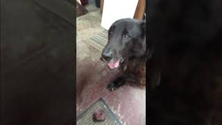 My Dog Is Confused By Fake Poop Candle - Shop Dog Fake Poop Reaction | Dark Nook #shorts