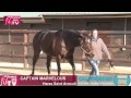 Rde 2014  captain marvelous  haras de saint arnoult