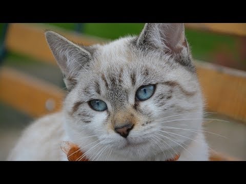 Video: How To Choose A Sedative For Your Cat