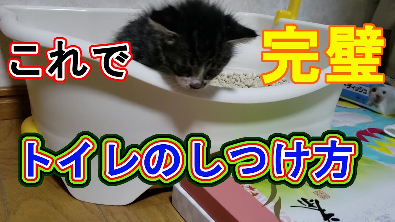 子猫のトイレのしつけ方 猫は賢いから教えれば完璧に出来ます Youtube