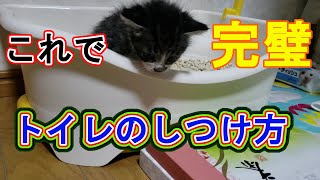 子猫のトイレのしつけ方　猫は賢いから教えれば完璧に出来ます！！