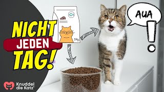 Was passiert wenn deine Katze täglich Trockenfutter frisst?