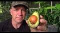 Video for avo bookkeepingurl?q=https://avocado.ucr.edu/avocado-ratios