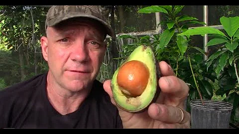 Why are avocado seeds so hard?