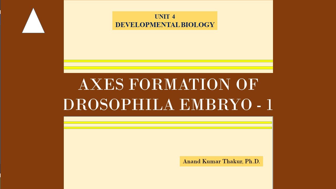 AXIS FORMATION OF DROSOPHILA - 1 - YouTube