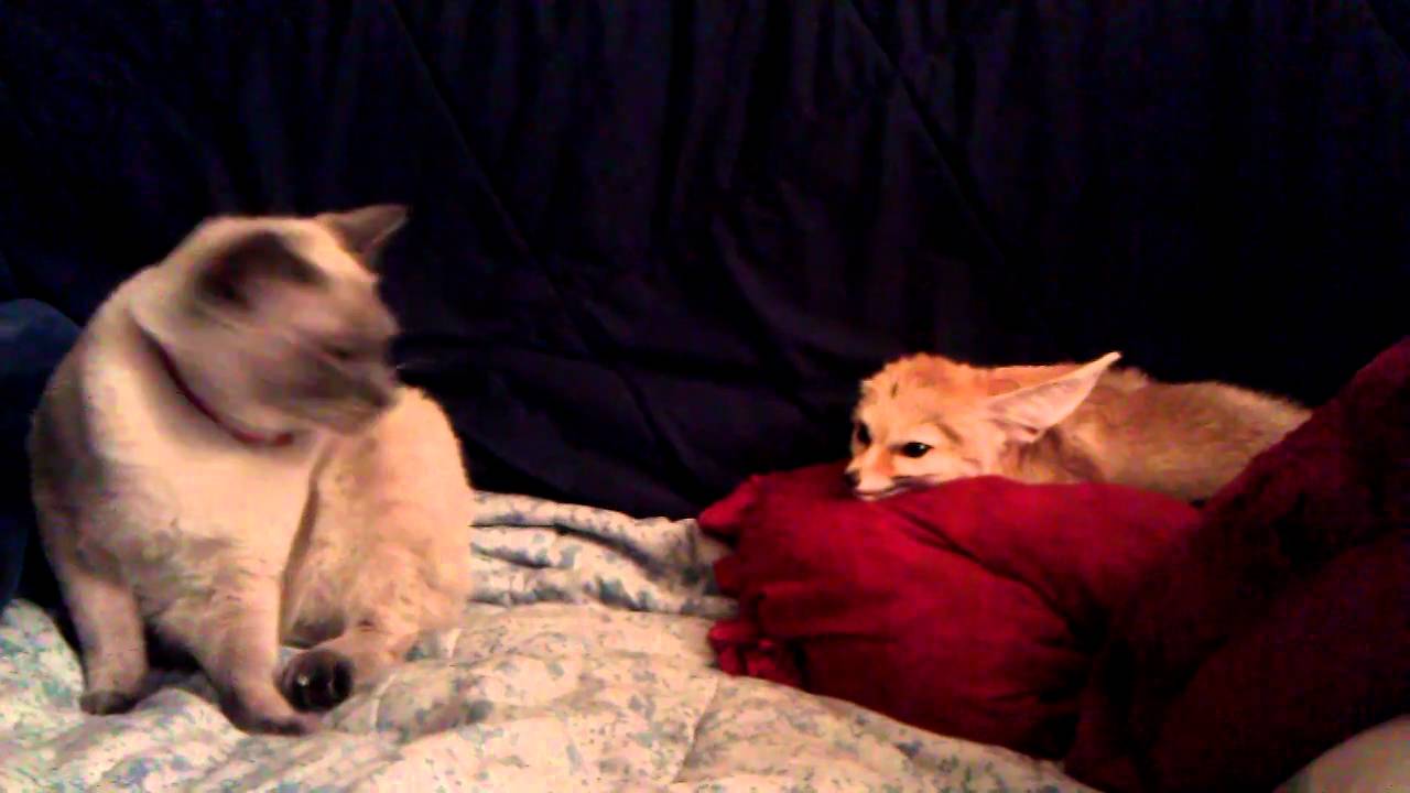 fennec and cat