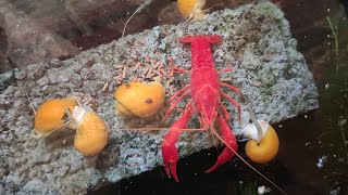 Lobster Eggs I Crawfish Eggs At Home Aquarium