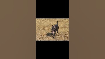 #navhda #birddog #pudelpointer #boynamedsioux