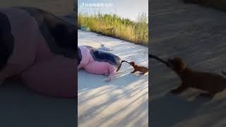 Thú cưng siêu đáng yêu ? tiktok shorts animal