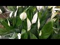 🌹 ОБЗОР В ЛЕРУА | ЦВЕТУЩИЕ ЦВЕТЫ | ЦИКЛАМЕН #цветы