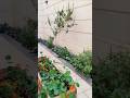 صباح تاني يوم العيد بحب الزرع 