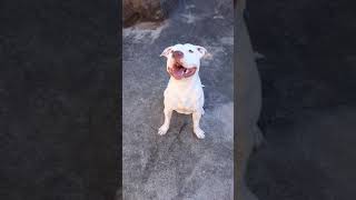 Apbt Com 1 Ano E 5 Meses Top