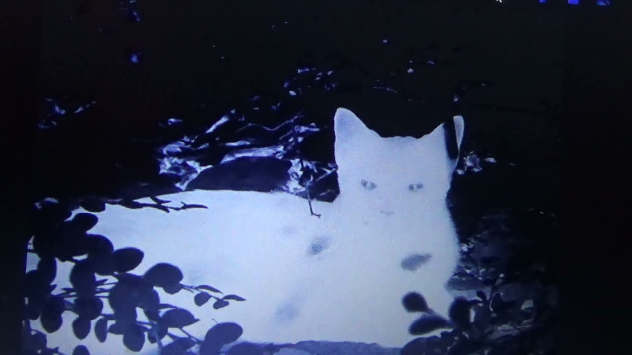 TOP 5+ ANIMAL APPARITIONS 