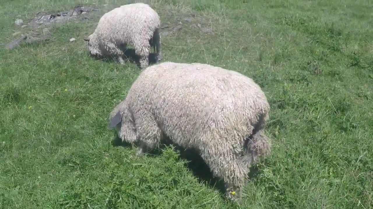 Shepherds Talk .  . . Looking at US Teeswater and Wensleydale Fleeces